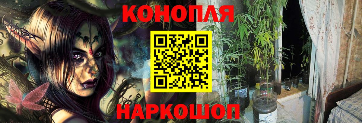 Конопля план Гатчина